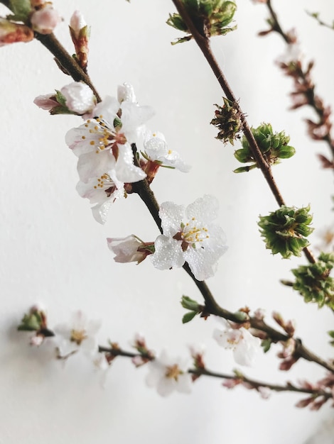 Water drops on blooming cherry branch on white wall background Creative spring