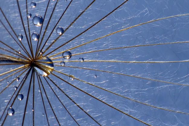 The water drops on a dandelion close up