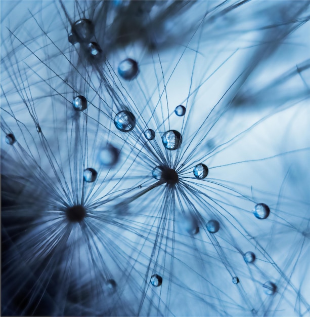 Water drops on a dandelion in macro