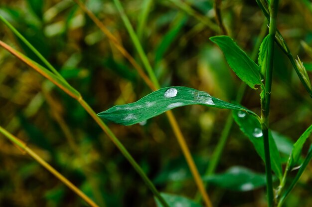 Water drops on a green grass after rain