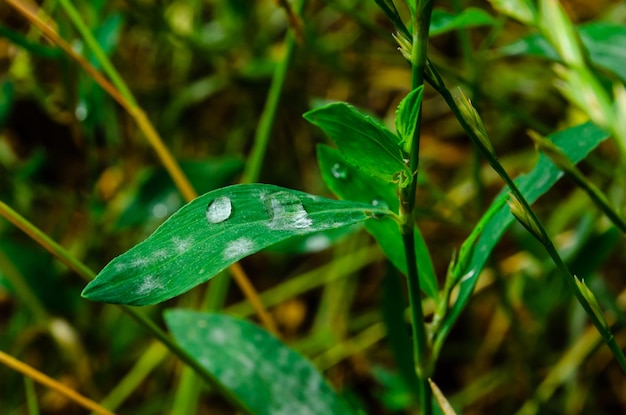 Water drops on a green grass after rain