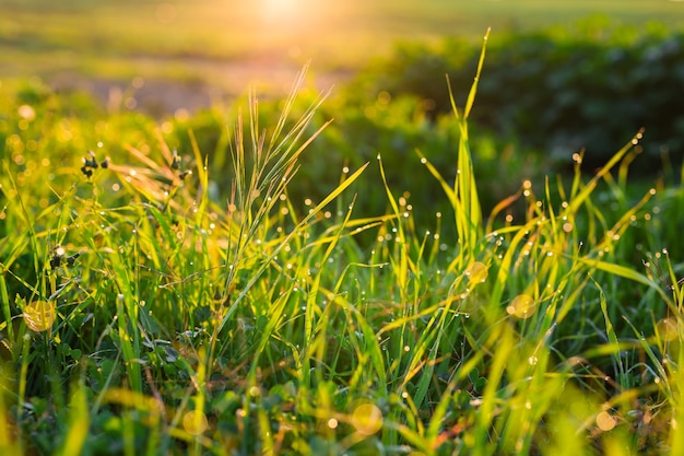 Water drops on the green grass. Fresh grass with dew drops close up