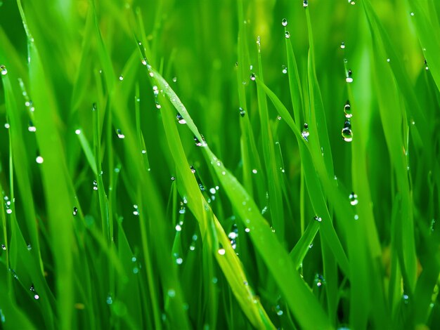 Photo water drops on green grass