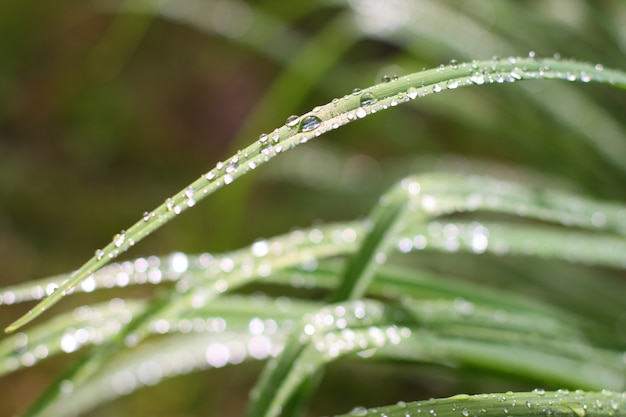 Water drops on the green grass