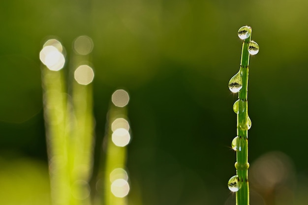 water drops on a green grass