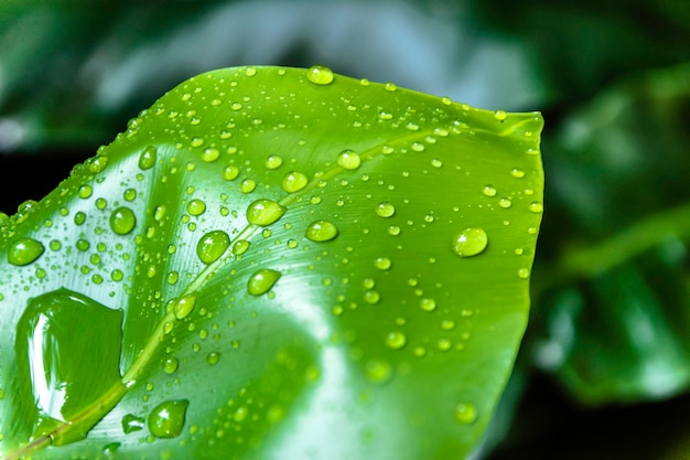 Water drops on green leaves.