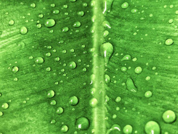 Water drops on green leaves