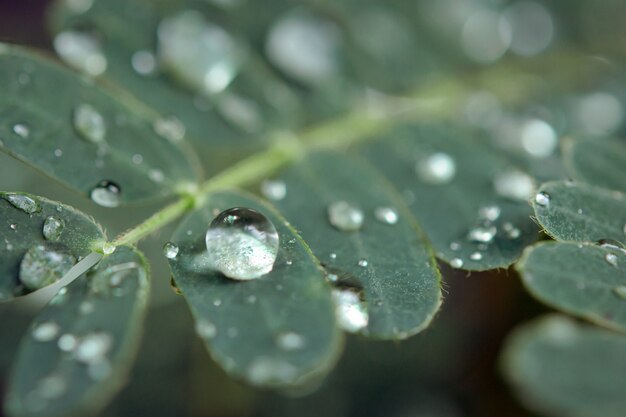 Water drops on green leaves. 