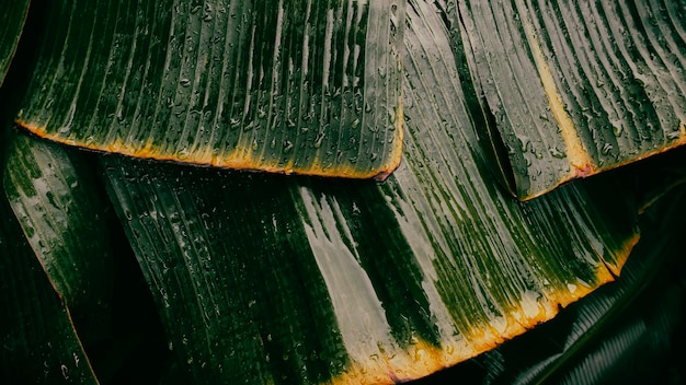 Water drops on green palm leaf dark nature background