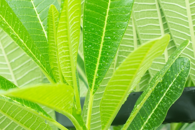 Water drops on leaf plumeria.