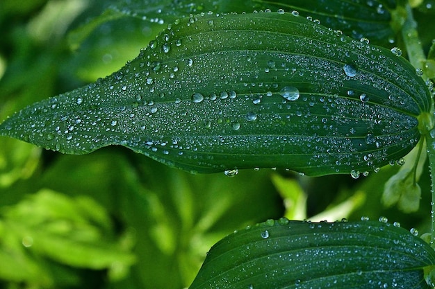 water drops on a leaf