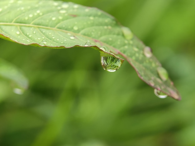 water drops on a leaf