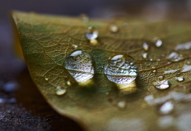 Water drops on a leaf