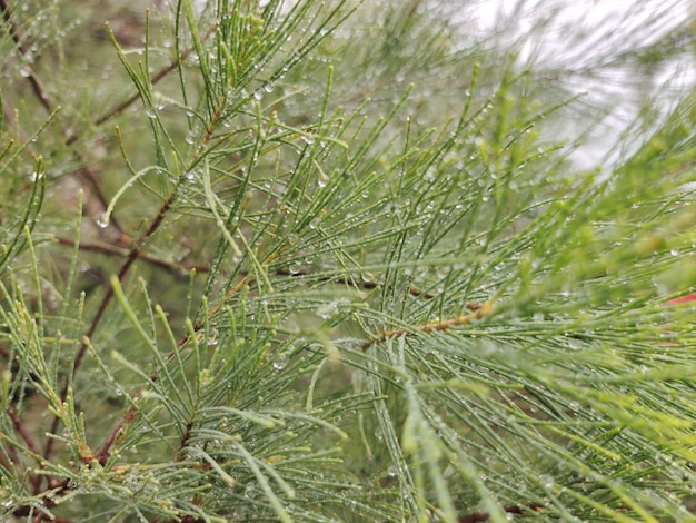 Water drops on leaves in the morning