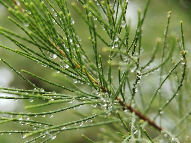 Water drops on leaves in the morning