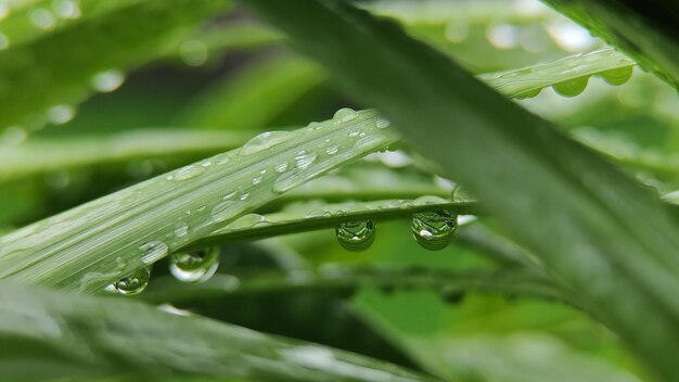 Water drops on leaves in the morning