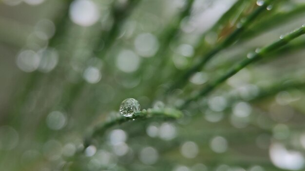 Water drops on leaves in the morning