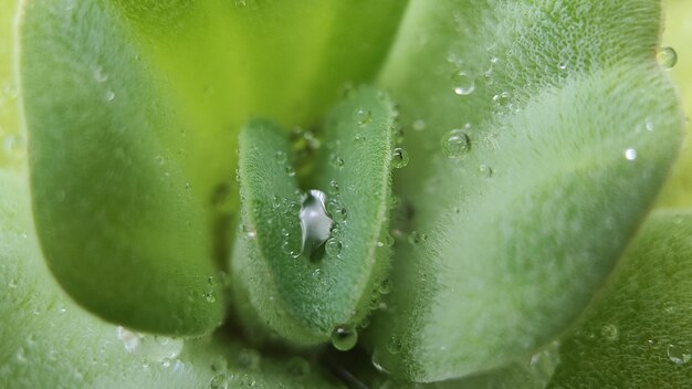 Water drops on leaves in the morning