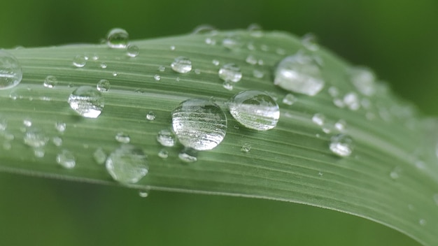 Water drops on leaves in the morning