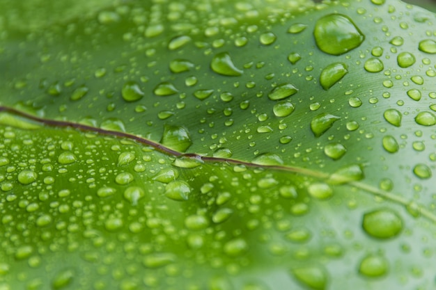 Water drops on leaves in nature.