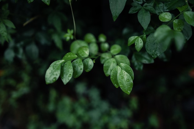 water drops on leaves on a rainy day