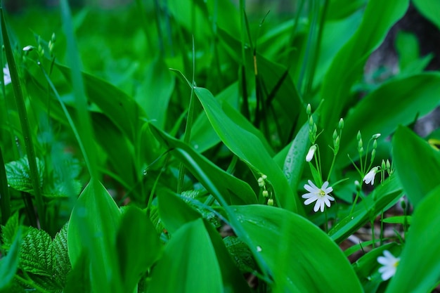 Water drops on lily of the valley leaves early spring rain field grass Closeup selective soft focus Spring grass in the forest at dusk