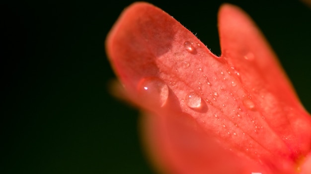 Water Drops on the Orange Color Flower with black background