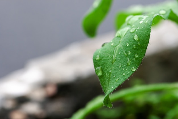 Water drops on plants leafs.