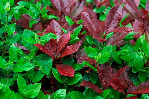 Water drops on red leaves