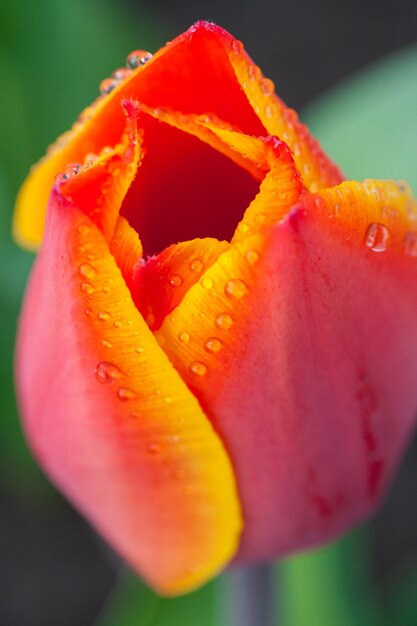 Water drops on tulip petal