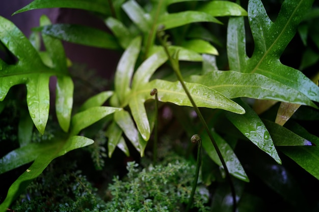 Water drops on Wart fern leaf Ornamental foliage Fern Concept NATURAL BACKGROUND