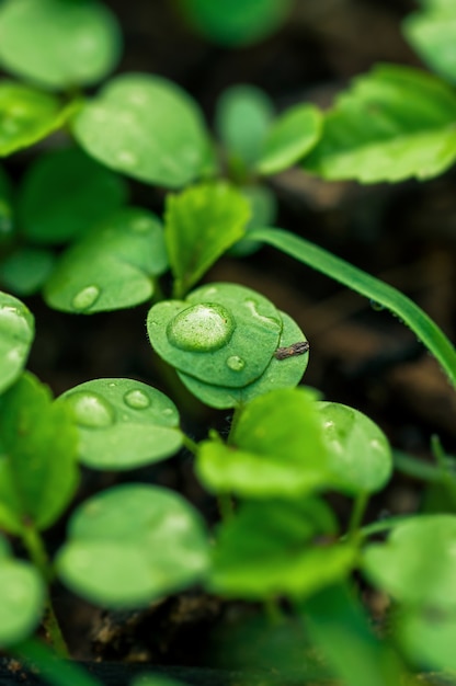 Water drops 