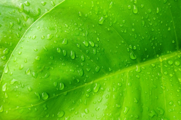 Water dtops on green leaf purity natural background