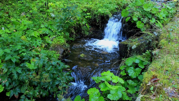 Water Flow Over Rocks In Forest Creek