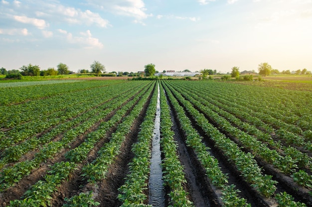 Water flows through an irrigation canal on a potato plantation Providing the field with lifegiving moisture Surface irrigation of crops European farming Agriculture Agronomy Flow control