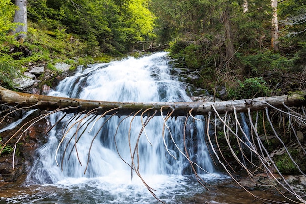 Water from stream runs among stones and runs under an log in a forest