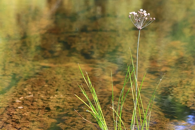 water green eco background abstract