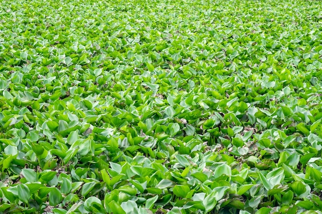 Water Hyacinth green a lot in river