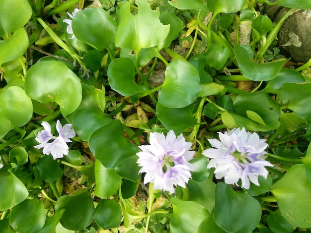 water hyacinth stranded on plantations due to flooding