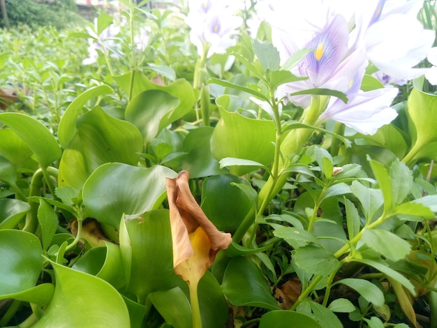 water hyacinth stranded on plantations due to flooding