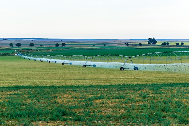 Water irrigation of corn in the field