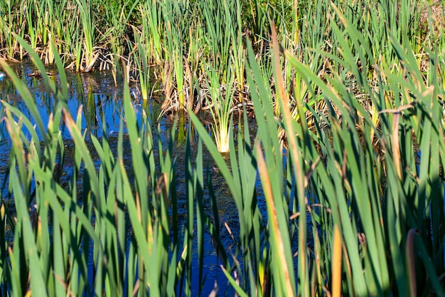 Water in the lake in calm windy weather