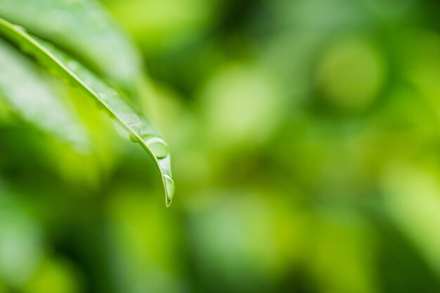 water on leave background, Green leaf, nature background,