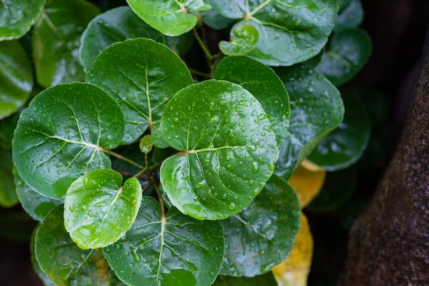 Water on leave background Green leaf nature