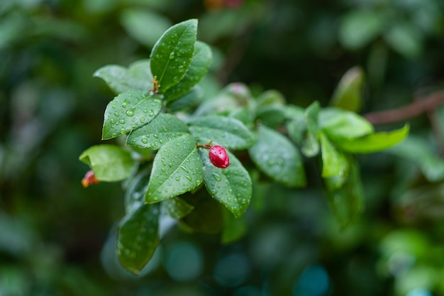 Water on leave background Green leaf nature