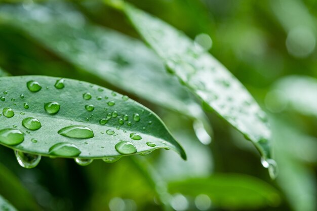 Water on leave background, Green leaf nature