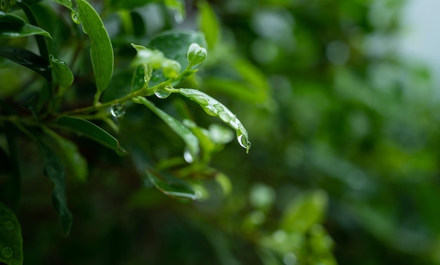 Water on leave background Green leaf nature