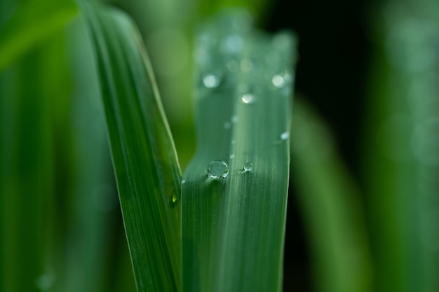 Water on leave background Green leaf nature