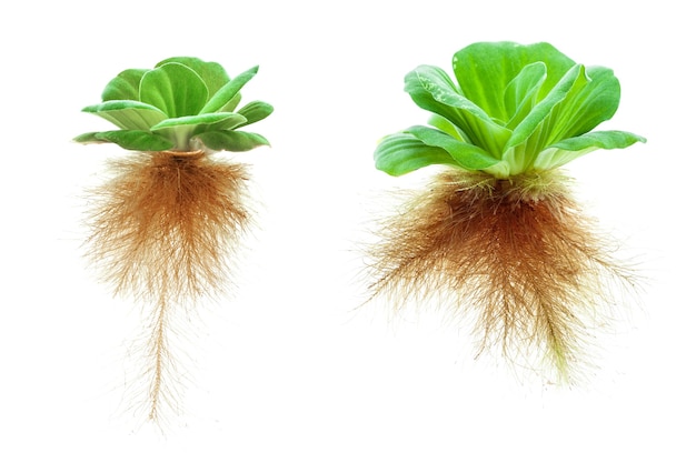 Water lettuce isolated on white background.