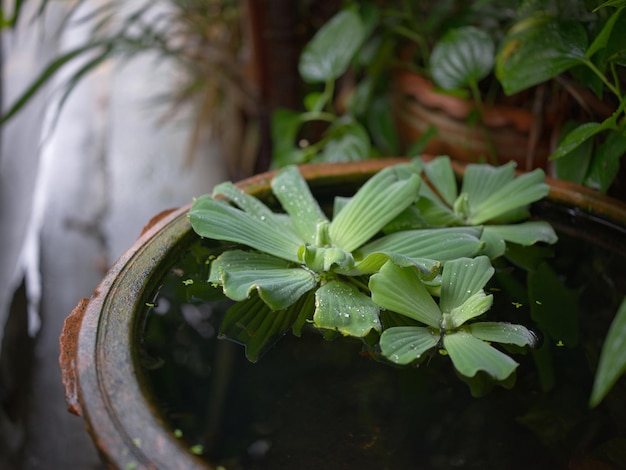 Water lettuce or Pistia stratiotes Linnaeus on the water and water drop